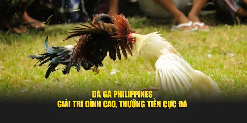 Đá Gà Philippines – Giải Trí Đỉnh Cao, Thưởng Tiền Cực Đã
