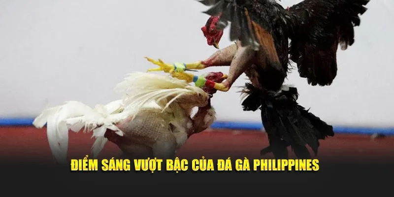 Điểm sáng vượt bậc của đá gà Philippines