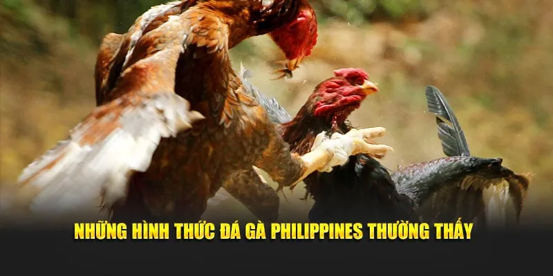 Những hình thức đá gà Philippines thường thấy